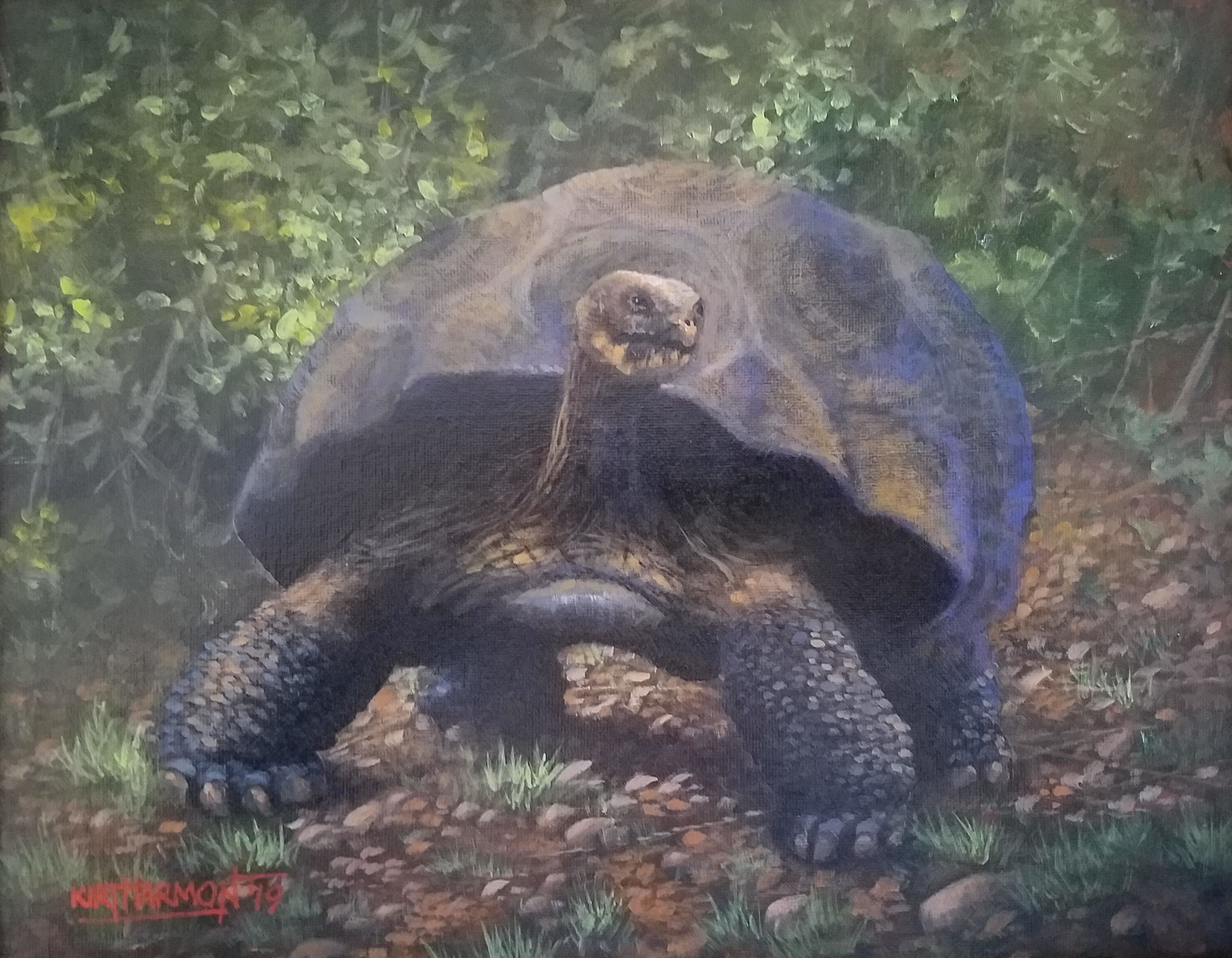 Galapagos (Spanish for giant tortoise)
